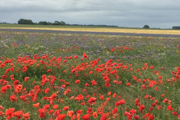 Umland 09 (Web) Umland 09 (Web)