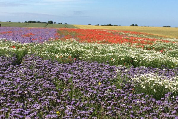 Umland 10 (Web) Umland 10 (Web)