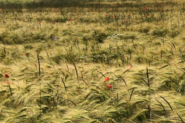 Umland 11 (Web) Umland 11 (Web)